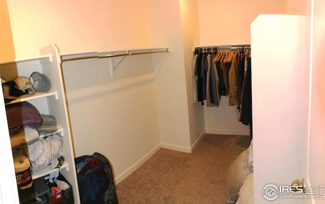 245 Swallow Rd, Johnstown, CO 80534 - walk in closet with carpet