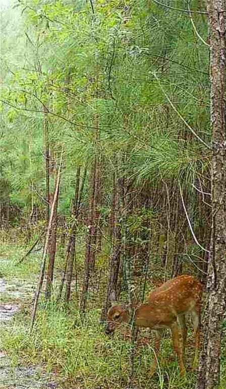 5618 Bowen Rd, Blackshear, GA 31516 - view of local wilderness