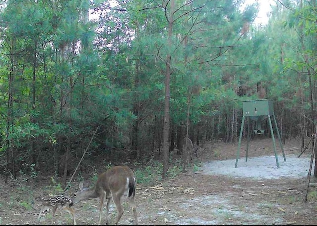 5618 Bowen Rd, Blackshear, GA 31516 - view of yard