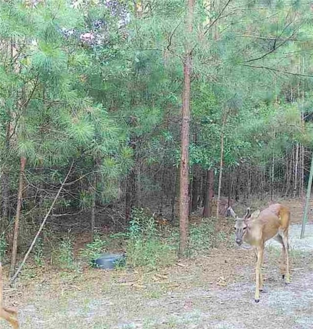 5618 Bowen Rd, Blackshear, GA 31516 - view of local wilderness