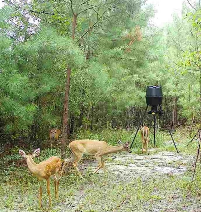 5618 Bowen Rd, Blackshear, GA 31516 - view of nature
