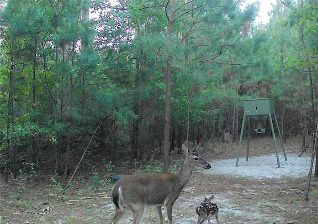 5618 Bowen Rd, Blackshear, GA 31516 - view of yard