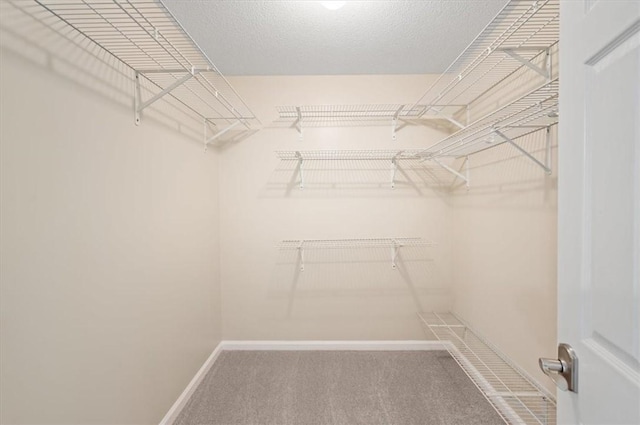 walk in closet with carpet flooring