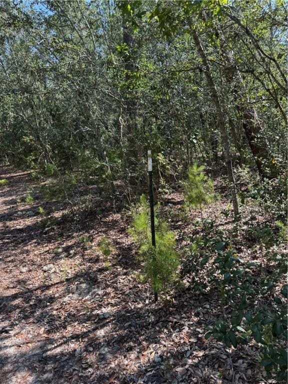 503 Old Mchaus Rd, Private Road, GA 31554 - photo 4