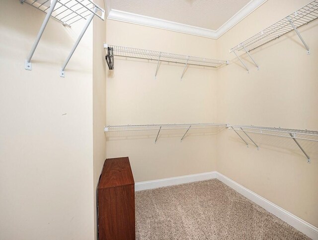 spacious closet featuring carpet floors