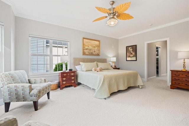 carpeted bedroom with ceiling fan, a walk in closet, and crown molding