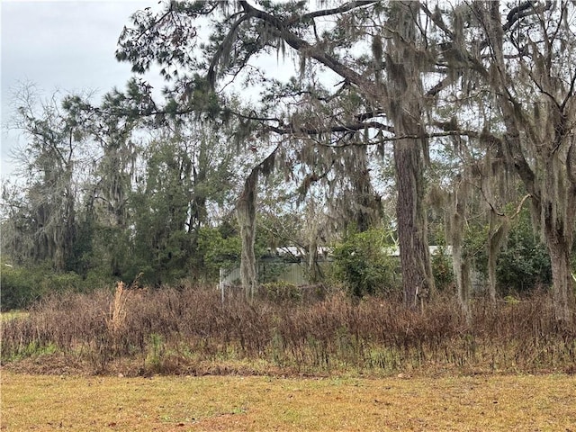 view of local wilderness