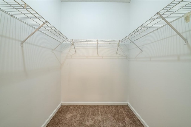 spacious closet featuring carpet floors