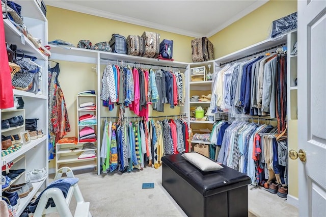 spacious closet featuring carpet