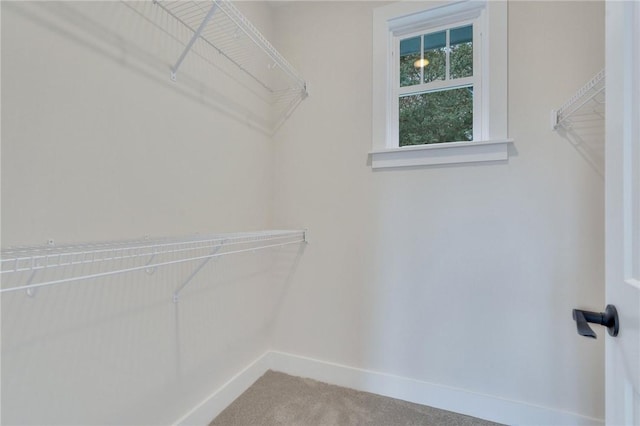 walk in closet with carpet floors