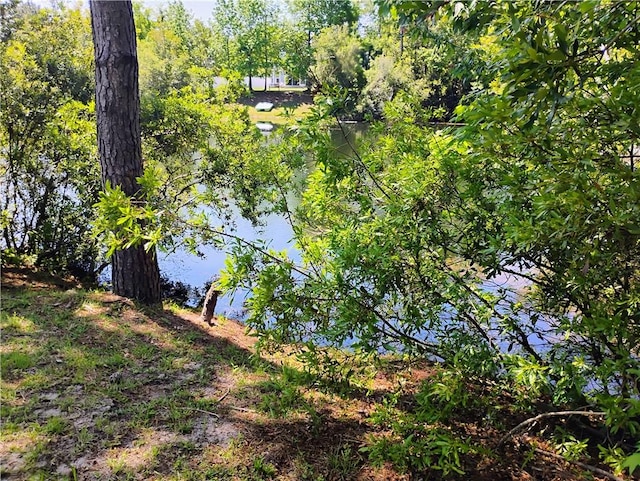 view of local wilderness