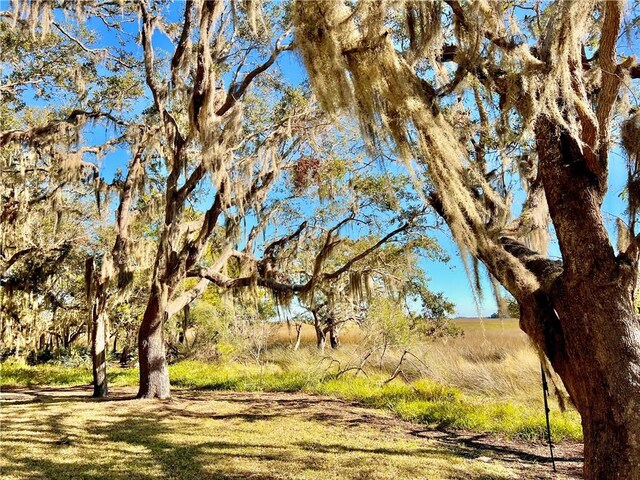 view of local wilderness