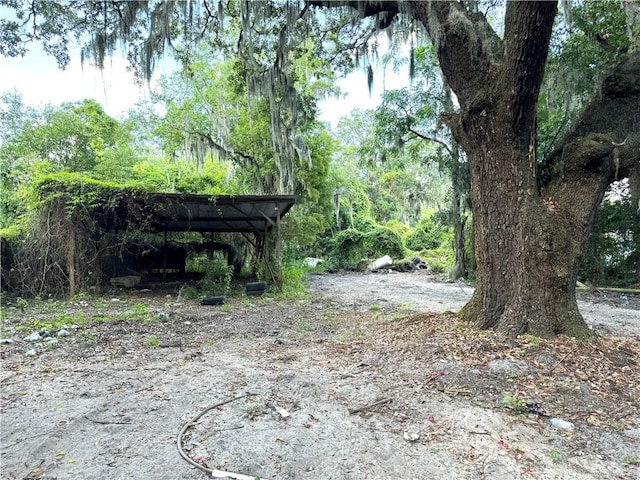 view of local wilderness