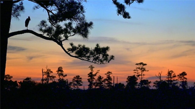view of nature at dusk