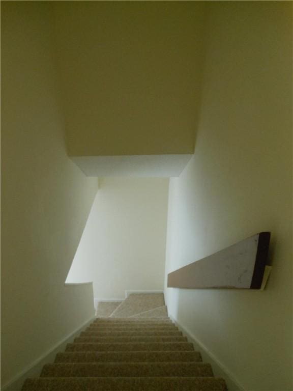 staircase featuring carpet floors