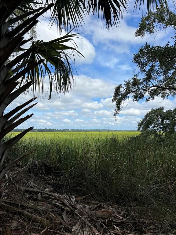 view of local wilderness