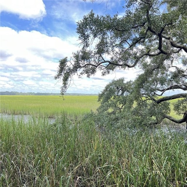 view of local wilderness