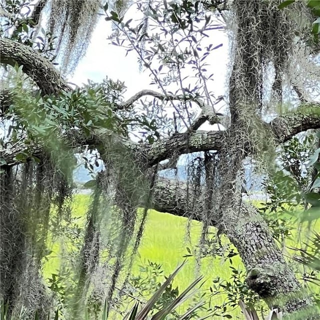 view of local wilderness