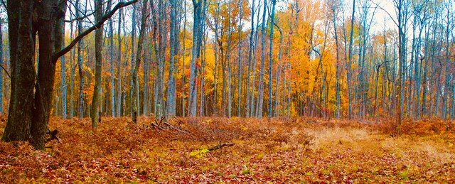 view of local wilderness