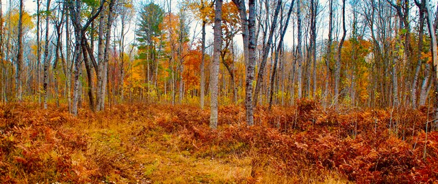 view of local wilderness