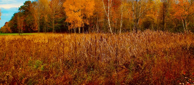 view of nature