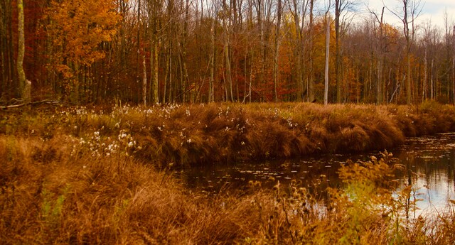 view of nature featuring a water view