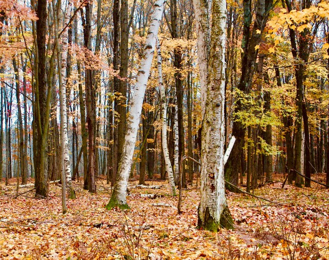 view of local wilderness