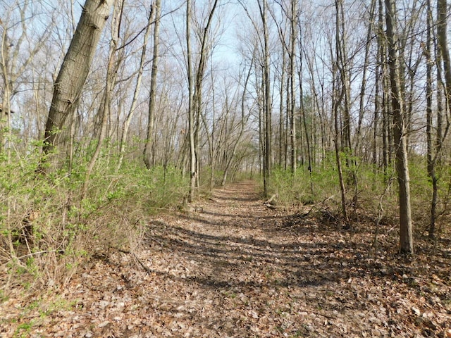 view of local wilderness