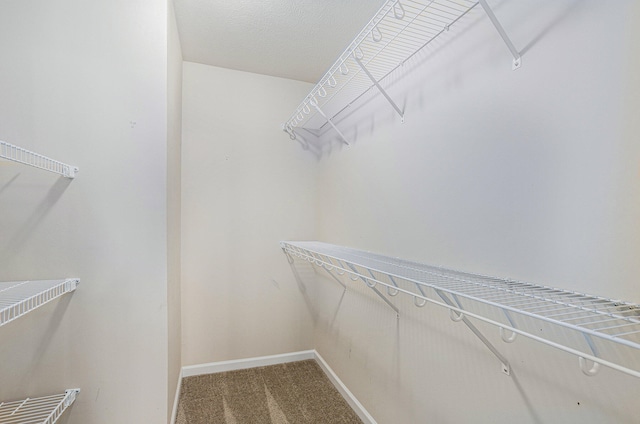 spacious closet featuring carpet