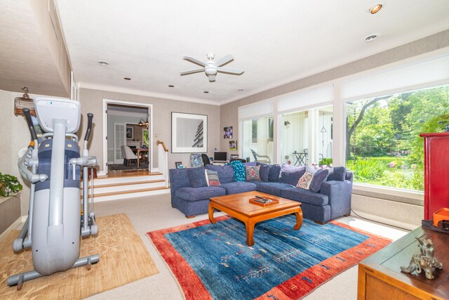 living room with ceiling fan, crown molding, and carpet flooring