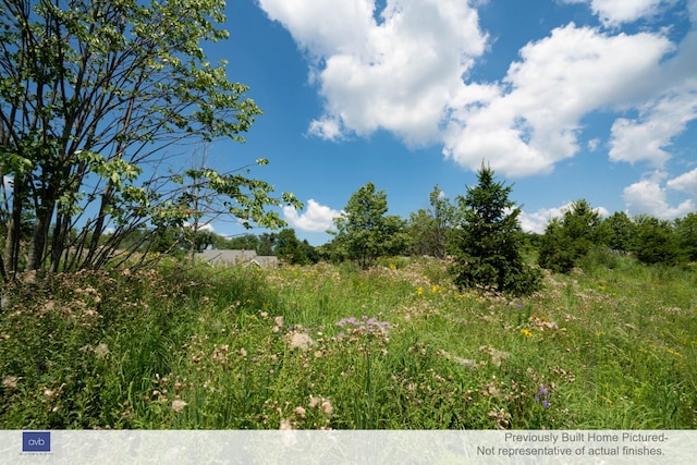 view of local wilderness