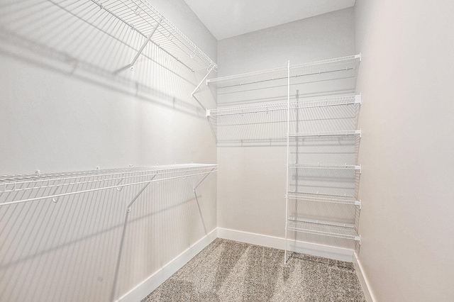 walk in closet with carpet flooring