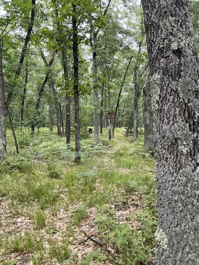 view of local wilderness