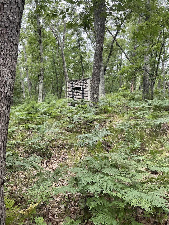 view of local wilderness