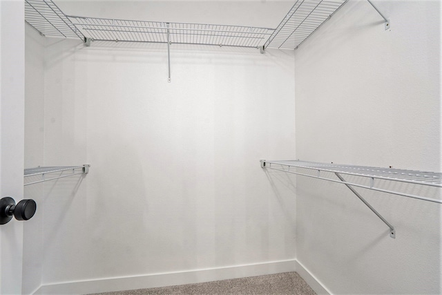 spacious closet featuring carpet floors