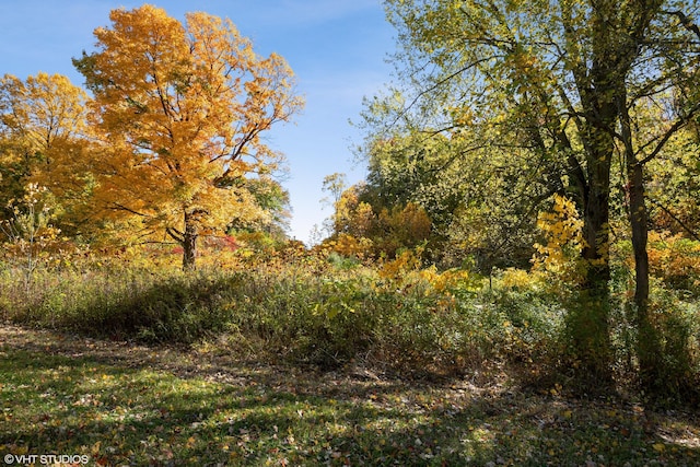 view of local wilderness