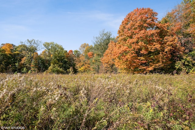 view of local wilderness