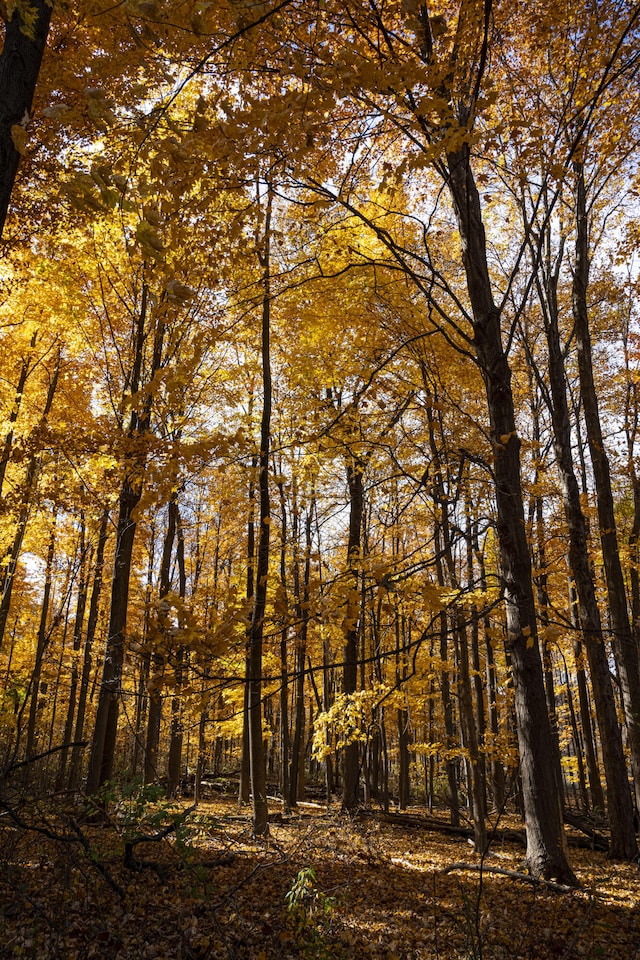 view of nature