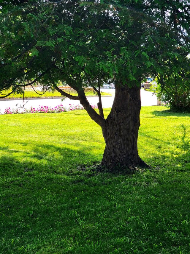 view of home's community with a lawn