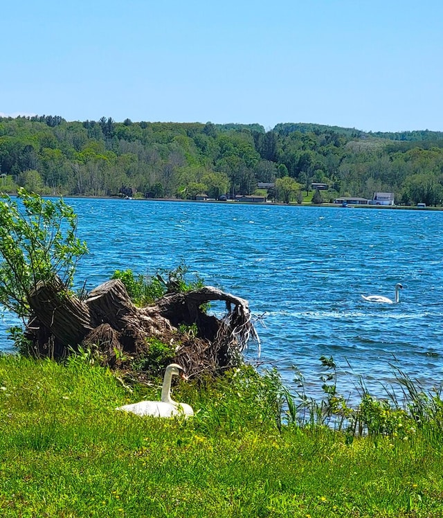 property view of water featuring a wooded view