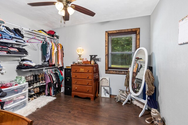 walk in closet featuring ceiling fan and dark hardwood / wood-style floors