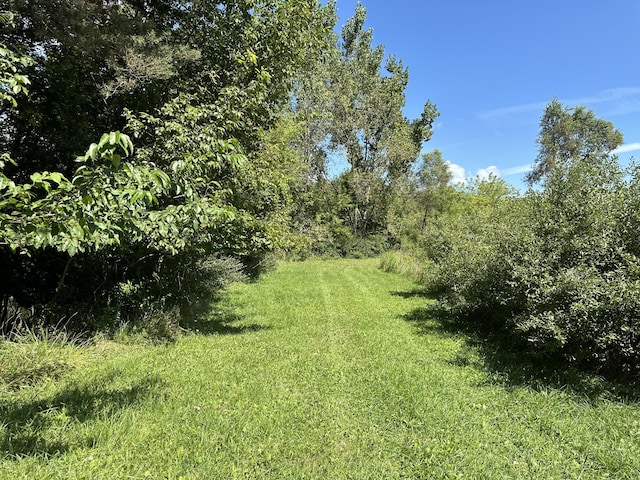 view of local wilderness