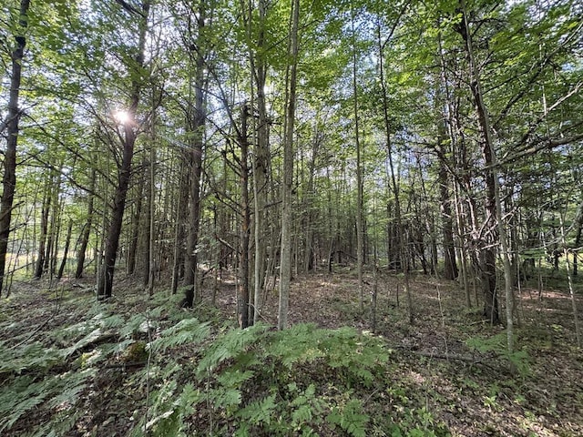 view of local wilderness featuring a wooded view