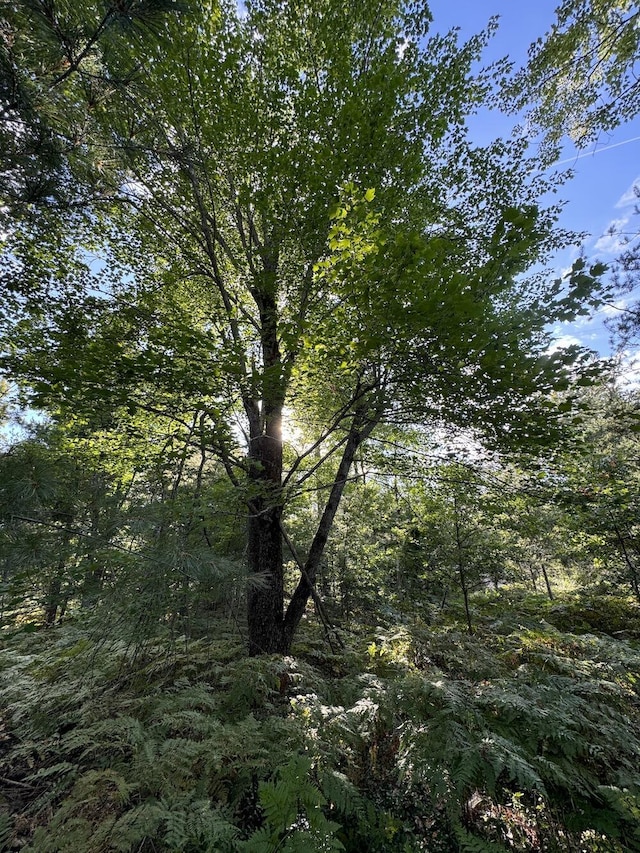 view of local wilderness with a view of trees