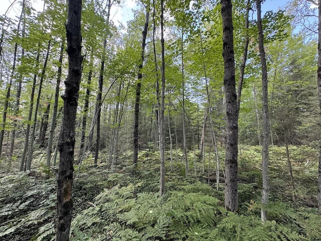 view of nature featuring a forest view