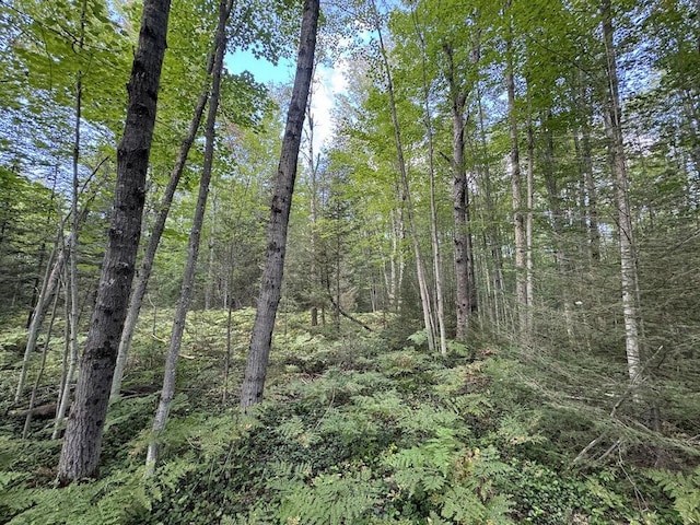 view of local wilderness featuring a view of trees