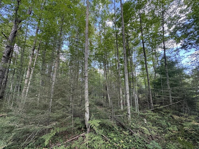 view of local wilderness with a wooded view