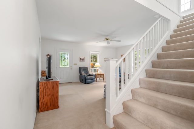 stairway featuring ceiling fan and carpet