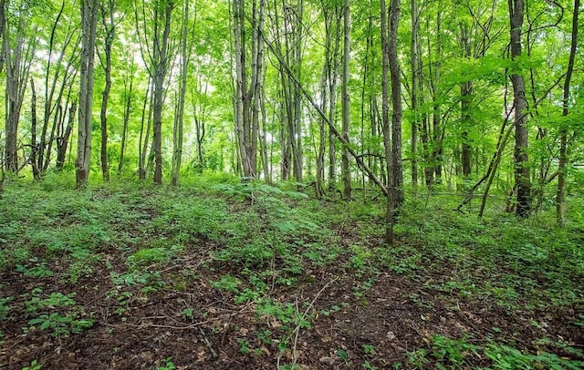 view of local wilderness