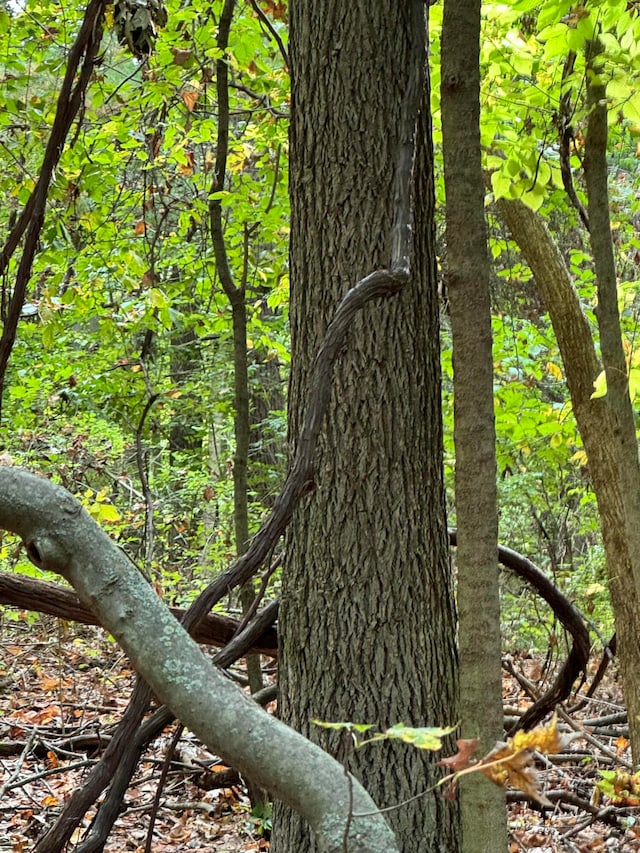 view of local wilderness